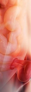 493ss_getty_rm_inguinal_hernia_illustration